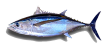 Pacific Albacore Tuna Vancouver Island