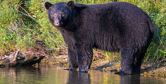 Big Black Bear Stamp River