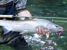 Summer Run on the Fly